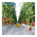 Preço da fazenda inteligente Greenhouse para tomate
